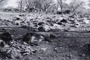 करेरा के जंगल में मृत मिली एक साथ सैकड़ो गायें, क्षेत्र में मचा हड़कंप...जांच जारी