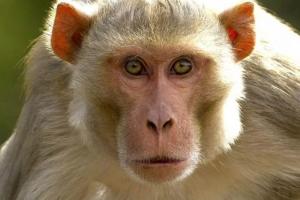 Monkey Attack In Farrukhabad: बंदर ने किशोरी पर किया हमला... मौत, सिर पर काटने के मिले निशान