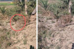 Kanpur News: नर्वल में किसान के खेत में दिखा विशाल काय अजगर... ग्रामीणों ने वन विभाग को दी सूचना, Video Viral