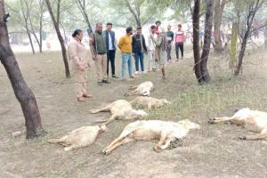मिर्जापुर: आकाशीय बिजली के बीच मवेशियों पर गिरा हाईटेंशन तार, 18 भेड़ों की मौत, हड़कंप