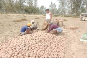 बाराबंकी: इस बार खेत में ही मिल रहा किसानों को आलू का अच्छा दाम, कोल्ड स्टोरेजों पर पसरा है सन्नाटा 