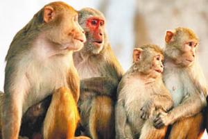 बंदर क्यों करते हैं इंसानों पर हमला, जानिए वानर विशेषज्ञ से इसका कारण