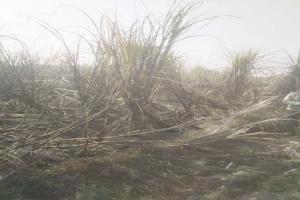 गोंडा: अज्ञात कारणों से गन्ने की फसल में लगी आग, 20 बीघा फसल जलकर राख