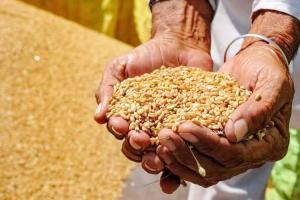 अयोध्या: खाद एवं रसद विभाग की हालत खस्ता!, गेहूं खरीद के लिए 46 दिनों में हो पाया महज 775 किसानों का पंजीयन!