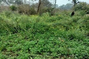 रायबरेली : अन्नदाताओं पर मुसीबतों की बारिश, सरसों, मटर, अरहर की फसलों को नुकसान