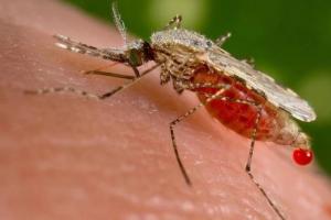 आपका खून अब चूस नहीं पाएंगे मच्छर, बिना रुपए खर्च किए भगाएं...ये घरेलू उपाय अपनाएं