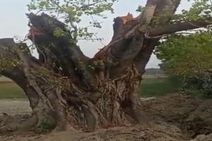 बहराइच: प्लाटिंग के आड़े आ रहे पीपल के पेड़ को काटा, सात के खिलाफ मुकदमा दर्ज