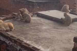 अयोध्या: बंदरों का आतंक, तीन दिनों में दस से अधिक लोगों को काटा, सब्जी किसानों को भी भारी नुकसान