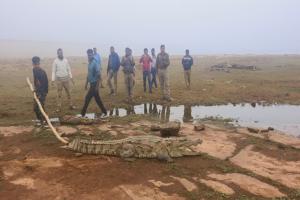 मीरजापुर: भटवारी गांव में दिखा दस फीट का मगरमच्छ, वन विभाग ने पकड़कर जलाशय में छोड़ा 