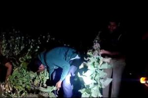 प्रयागराज: हंडिया के बाद अब घूरपुर में अफीम की खेती करने वाले दो अभियुक्त गिरफ्तार