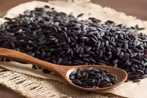 गोंडा: काला नमक चावल निर्यात के लिए देवीपाटन मंडल को मिला जीआई टैग 