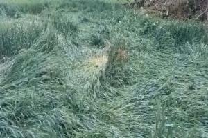 हरदोई: मुख्यमंत्री का आदेश तार-तार, ओलावृष्टि से नष्ट हुई फसल का नहीं हो सका आंकलन