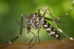 बरेली: डेंगू-मलेरिया को लेकर स्वास्थ्य विभाग अलर्ट, रोकथाम के लिए घर घर दस्तक देंगी 242 टीमें