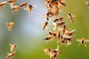 बिजनौर : मधुमक्खियों के हमले में अनियंत्रित होकर बाइक गिरी, महिला की मौत...छह लोग घायल 