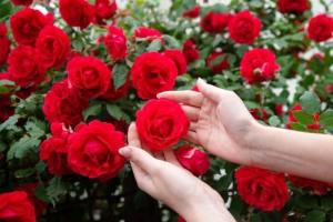 हल्द्वानी: कोलकाता का गुलाब बिखेर रहा हल्द्वानी में खुशबू