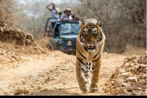 रामनगर: टाइगर सफारी पर सुप्रीम अदालत के फैसले से मचा हड़कंप