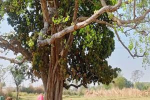 प्रयागराज: पेड़ पर 20 फीट ऊंचाई पर फंदे से लटकता मिला युवक का शव, परिवार में कोहराम