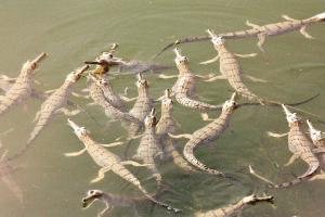बहराइच: कतर्नियाघाट में बढ़ रही घड़ियालों की तादाद, जानिए क्यों गेरुआ नदी के लिए फायदेमंद है यह जलीय जीव?