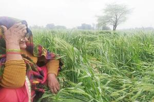 हरदोई: किसानों पर आफत बनकर बरसी बेमौसम बरसात, इन फसलों के नुकसान से 'अन्नदाता' को लगी भारी चपत!