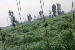  रामपुर : बारिश ने किसानों की बढ़ाई मुसीबत, खेतों में गिरी फसल
