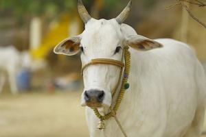 Bareilly News: 40 गायों की सेवा करने वाले को 12 हजार अनुदान, किसान ने अपने खर्चें पर शुरू की सेवा