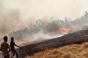 हरदोई में आग से राख हो सकते थे कई खेत, देखिये कैसे अपने खून-पसीने से उगाई फसल को किसानों ने बचाया-Video