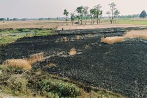 लापरवाही: पहले किसान की चली गई जान, अब गेहूं की फसल जलकर हुई राख