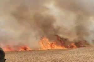 अयोध्या: 12 बीघा गेहूं की फसल जलकर राख, डेढ़ घंटे बाद पहुंची फायर ब्रिगेड की गाड़ी 