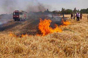 संतकबीरनगर में आग का तांडव, सैकड़ों बीघा गेहूं की फसल स्वाहा