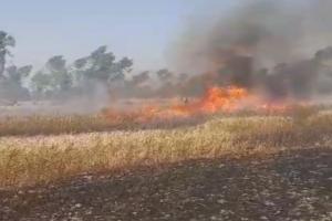 अयोध्या: अज्ञात कारणों से लगी में आग 20 बीघा गेहूं की फसल जलकर राख
