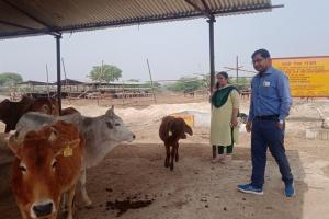 सुलतानपुर: बीडीओ के निरीक्षण में सौंराई गौशाला चार गोवंश मिले बीमार