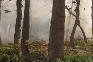 अयोध्या: कारागार परिसर स्थित जंगल में लगी आग, फायर दस्ते ने पाया काबू