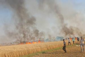 Auraiya: हाईटेंशन से निकली चिंगारी...गेंहू की 15 बीघा फसल जलकर राख, किसानों ने बिजली विभाग पर लगाया लापरवाही का आरोप