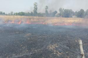 अयोध्या: शॉर्ट सर्किट से खेत में लगी आग, तीन बीघा गेहूं की फसल राख