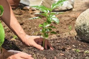 पीलीभीत: हरियाली बढ़ाने को रोपे जाएंगे 36.61 लाख पौधे, गड्ढे खुदाई का कार्य शुरू...जानिए किस विभाग को मिला कितना लक्ष्य