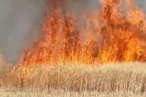कासगंज: अज्ञात कारणों के चलते खेत में लगी आग, 17 बीघा से अधिक गेहूं की फसल जलकर राख
