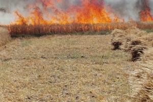 Kanpur Fire: आग से एक हजार बीघा गेहूं की फसल जलकर राख...किसानों के चेहरे पर छलका दर्द, बोले- पूरी तरह हो गए बर्बाद