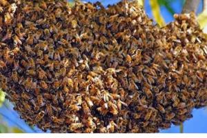 Honey Bees Attack In Unnao: बाग पर गई वृद्धा पर मधुमक्खियों ने किया हमला...परिजन किसी तरह लेकर आए घर, मौत