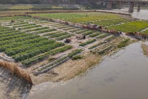 Unnao News: गंगा का जलस्तर बढ़ने से जायद की फसलों तक पहुंचा पानी...किसानों को हुआ नुकसान