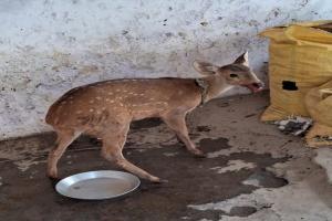 बहराइच: पानी की तलाश में आबादी में पहुंचा हिरण हादसे में हुआ घायल, ग्रामीणों ने पकड़ा