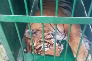 पीलीभीत: लंगड़ाते बाघ को रेस्क्यू करने में मिली सफलता, मल्ल्पुर इलाके में रविवार सुबह देखे जाने के बाद पूरे दिन चलती रही निगरानी 