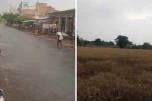 Kanpur Dehat News: आंधी और बारिश से बढ़ी किसानों की धड़कन, गेहूं की फसल को पहुंचा नुकसान