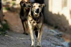 Bareilly News: गर्मी में पिटबुल से ज्यादा देसी कुत्ते हुए खूंखार, सरकारी अस्पतालों में रोजाना पहुंच रहे सौ लोग एंटी रैबीज वैक्सीन लगवाने 
