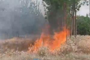 रामपुर: बिजली की चिंगारी से 19 बीघा गेहूं की फसल जलकर राख, तीन साल पुराने पॉपुलर के 850 पेड़ भी जले