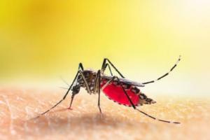 डेंगू से निपटने के लिए बैक्टीरिया आधारित एक नया समाधान हो सकता है कारगर 