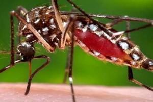 Unnao: मच्छरों की भरमार, बाशिंदों को फॉगिंग की दरकार; निष्प्रभावी साबित हो रहा एंटी लार्वा रसायन