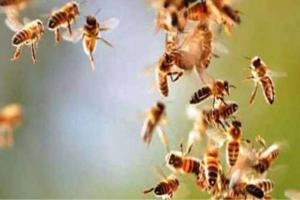 Etawah: अलग-अलग थाना क्षेत्रों में मधुमक्खियों के हमले से एक की मौत, एक दर्जन से अधिक लोग घायल; अस्पताल में भर्ती
