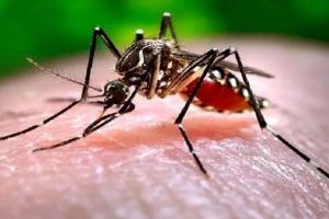 Bareilly News: मलेरिया...शहर में पांच इलाके अति संवेदनशील, विभाग चिह्नित क्षेत्रों में करेगा विशेष निगरानी