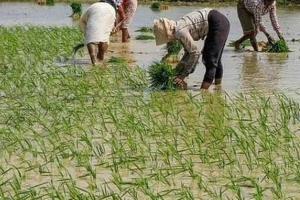 शाहजहांपुर: कृषि विभाग की अनदेखी से धरती की कोख सुखाने की तैयारी, प्रतिबंध के बाद भी लग रहा साठा धान
