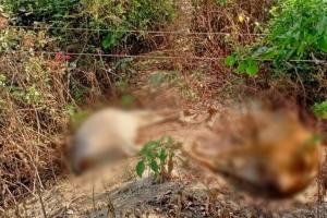 बरेली: हाईटेंशन लाइन की चपेट आए गोवंशीय पशु, तीन की मौत